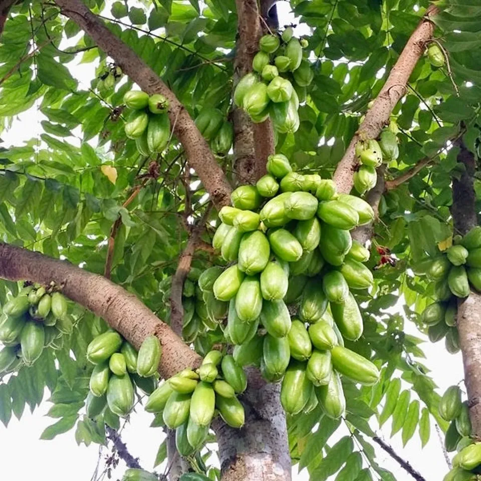 Fruit Tree: Bilimbi Cucumber Live Plant (12”- 24”) - £53.54 GBP