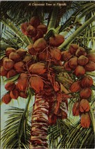 A Cocoanut Tree in Florida Postcard PC48 - £3.98 GBP