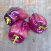 Lilac Bell Sweet Bell Pepper Seeds Open Pollinated Vegetable Seeds Non-G... - $11.01