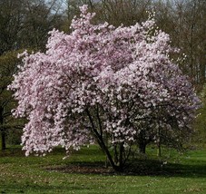 Live Plant Magnolia Leonard Messel Tree Established Roots 3 Plants in 3.5&quot; Pots - £59.94 GBP