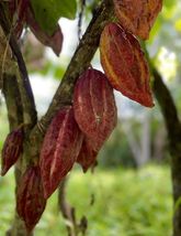 15 Seeds  Theobroma cacao Cacao Criollo Cacaotero Caco zapoteca - £15.97 GBP