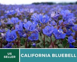 500 Pcs California Bluebell Seeds Pollinator Friendly Phacelia Campanula... - $19.48