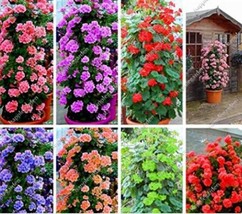 200Pcs Climbing Geranium Pelargonium Seeds Mixed 8 Colors Pink Purple Blue Red G - $21.98