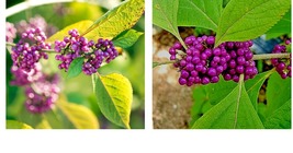 Purple American Beautyberry Bush Shrub Callicarpa French Mulberry 2 Live Plants - £47.95 GBP