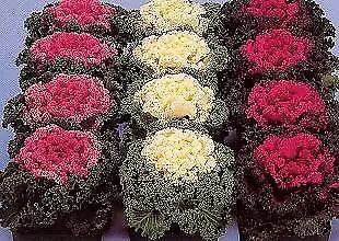 Flowering Kale Nagoya Mix 500 seeds - $31.18