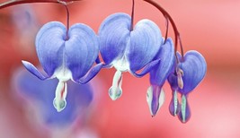 25 light blue bleeding heart seeds dicentra spectabilis shade flower garden thumb200