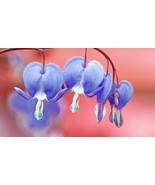 25 Light Blue Bleeding Heart Seeds Dicentra Spectabilis Shade Flower Garden - $16.31 CAD
