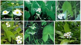 25 Seeds Of White Arrowhead Water Pond Plant (Sagittaria Latifolia Garde... - $8.97