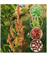 100 Organic Curly/Yellow Dock Seeds ~ Rumex crispus - $9.15
