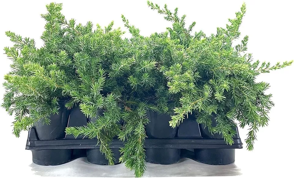 3 Blue Pacific Shore Juniper Shrub For Garden - $70.00