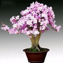Rhododendron Flower Easy to Grow Azalea Family &amp; Garden, 100 SEEDS D - £9.67 GBP