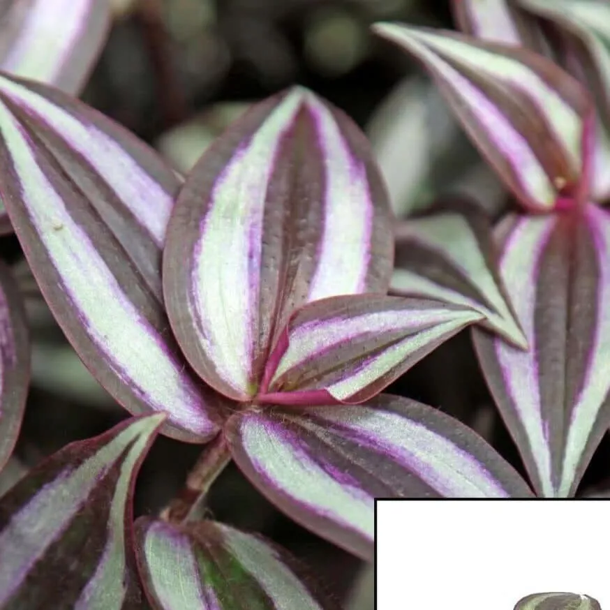 20 Cuttings Purple Wandering Jew purple Flowering purple stripe Live Plant - $24.97