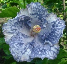 20 Silver White Hibiscus Seeds Flowers Flower Seed Perennial Bloom 473 US SELLER - £10.04 GBP