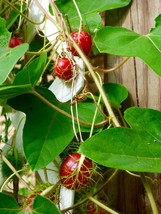 10 Seeds Love In A Mist Passionflower Passiflora Foetida  - £15.51 GBP