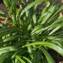 Mibuna Chinese Cabbage Seeds, NON-GMO, Chinese Broccoli, Chinese Kale, F... - $1.59+