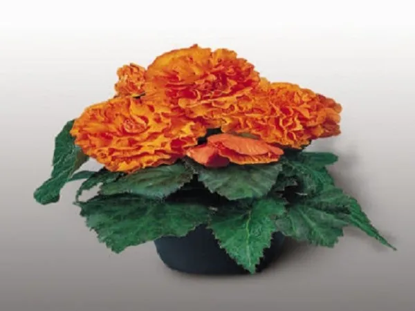 Mpb#3 Begonia Seeds Nonstop Apricot 15 Pelleted Seeds - $13.50