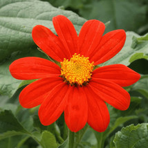 New Fresh Seeds Mexican Sunflower Planting Tithonia Red Daisy Sun Flower - £6.10 GBP