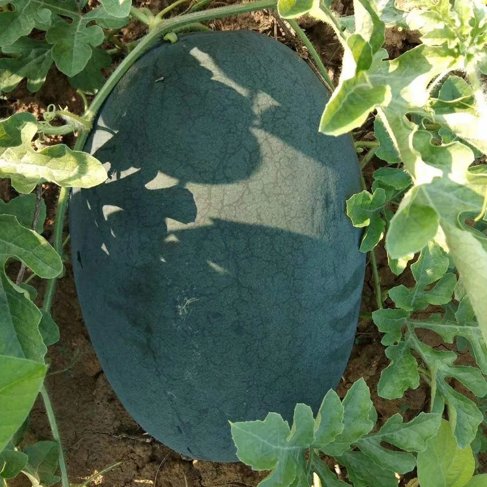 1 Bag (200 Seeds) of Yuanxing 25 Series Black Skin Yellow Flesh Watermelon Seeds - $1,515.79 MXN