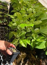 Lilikoi Yellow Passion Fruit Plant - Yellow Hawaiian Passion Fruit Vine - $556.93 MXN