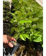 Lilikoi Yellow Passion Fruit Plant - Yellow Hawaiian Passion Fruit Vine - $41.59 CAD