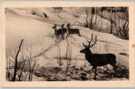 Buck And Doe In A Snowy Pasture Black And White Zurich Postcard - £5.39 GBP