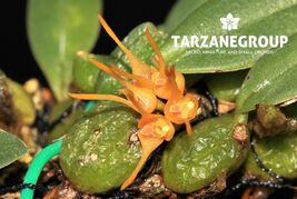 BULBOPHYLLUM SUTEPENSE MINIATURE ORCHID MOUNTED - $28.05