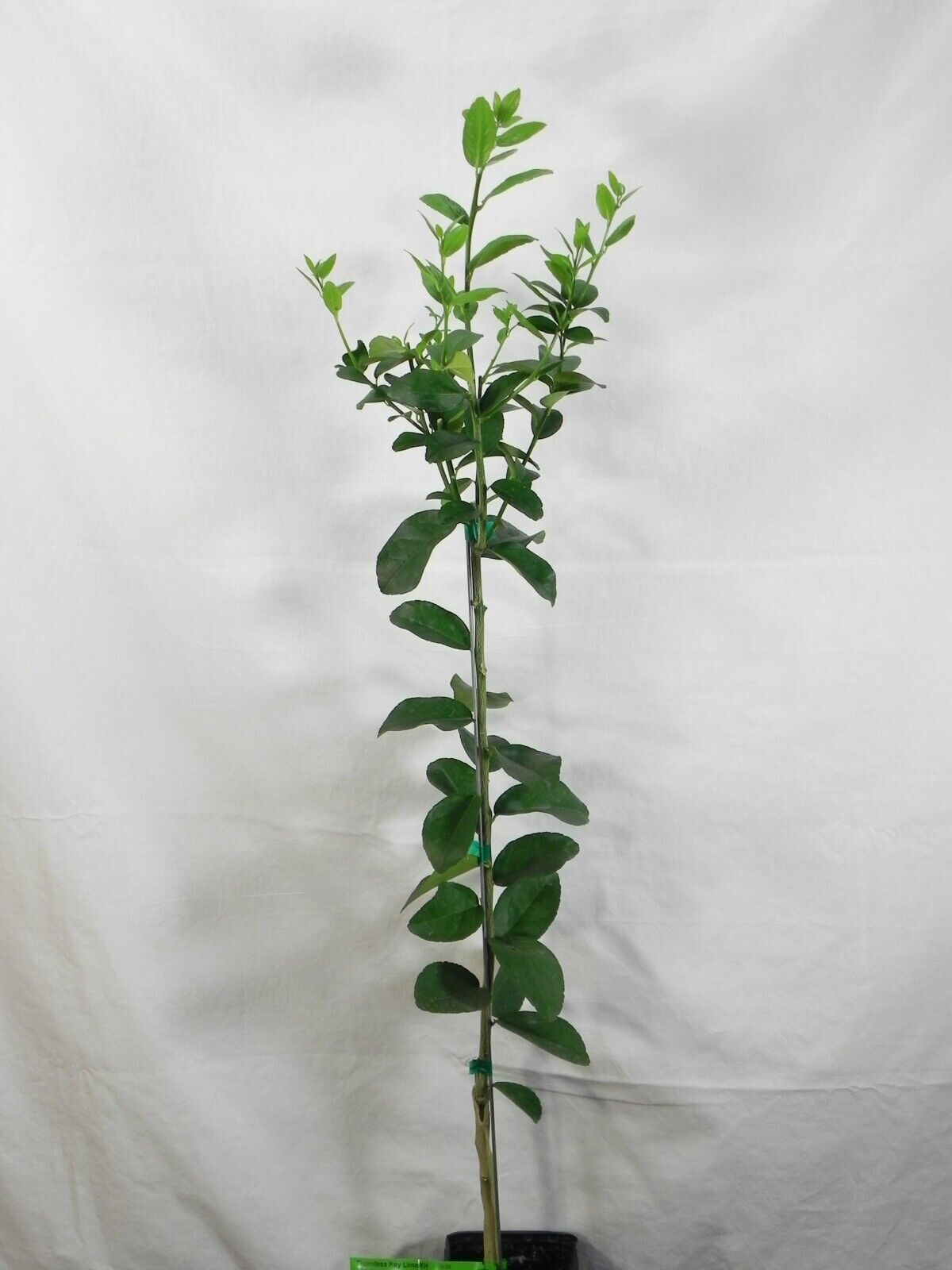 Thornless Mexican Key Lime - Semi-Dwarf - 18-36" Tall - Live Citrus Plant - H03 - $169.99