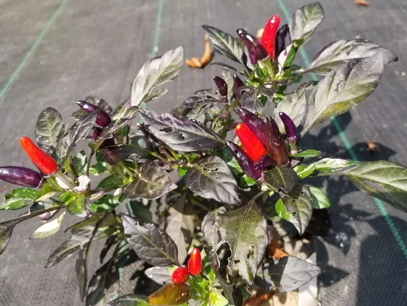 Midnight Mass Pepper 12 Seeds Gardening Usa Shipping - £6.51 GBP