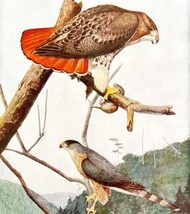 Red Tailed And Cooper&#39;s Hawk 1936 Bird Art Lithograph Color Plate Print ... - £31.45 GBP