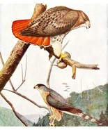 Red Tailed And Cooper&#39;s Hawk 1936 Bird Art Lithograph Color Plate Print ... - £31.23 GBP