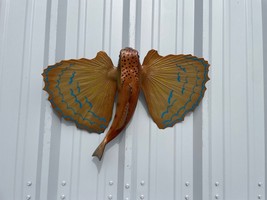 18&quot; Flying Gurnard Two Sided Fish Mount Replica - Ships In 2 Weeks - £185.14 GBP