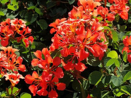 Bauhinia Galpinii rare RED ORCHID TREE exotic flower bonsai plant  seed 10 seeds - £7.95 GBP