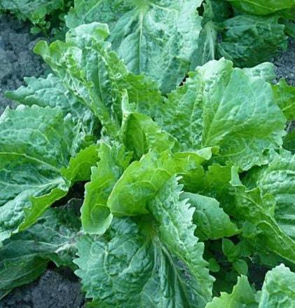 Broadleaf Endive Seeds Organic Endive Seeds Seeds Endive At Home Fresh S... - $2.98