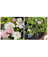 USA Seller Si miniature rose plant bare root (the littlest) - $81.99