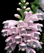 40+ Pink Obedient Plant False Dragon Flower Seeds Per - £7.86 GBP