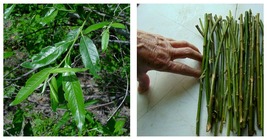 Salix sericea | 12&quot; | Lot of 5 | Silky Willow Cuttings | Cut FRESH | Native - £31.96 GBP
