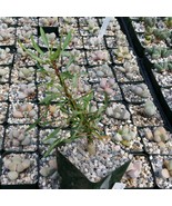 Fouquieria Purpusii Cactus Cacti Succulent Live Plant in a 4&quot; Pot - $2,958.53 MXN