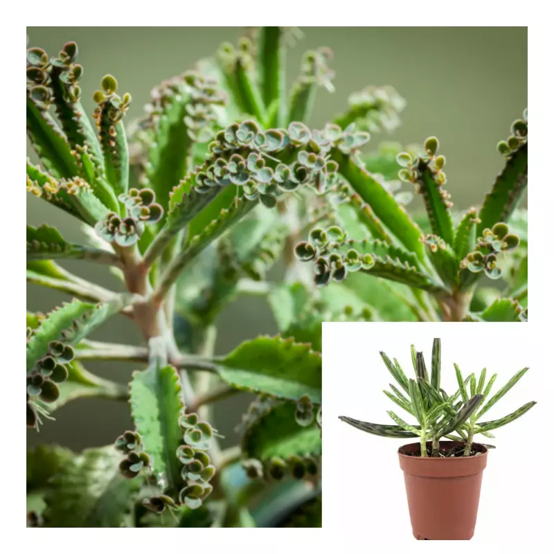 Mother Of Millions 4Inches Kalanchoe Daigremontiana Devils Backbone Live... - $16.99