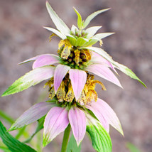 50 Spotted Bee Balm  Monarda Punctata  Hummingbird Magnet Unique Pink Bracts Fro - $9.17