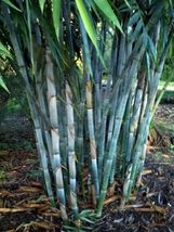 50 Blue Bamboo Seeds Privacy Plant Garden Clumping Exotic Shade - £14.05 GBP