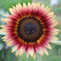 Gypsy Charmer Sunflower Seeds Helianthus Annuum USA SELLER - $11.97