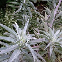 Top USA Seller White Sage Seeds Salvia Apiana Packet Of 40 Seeds - £14.18 GBP