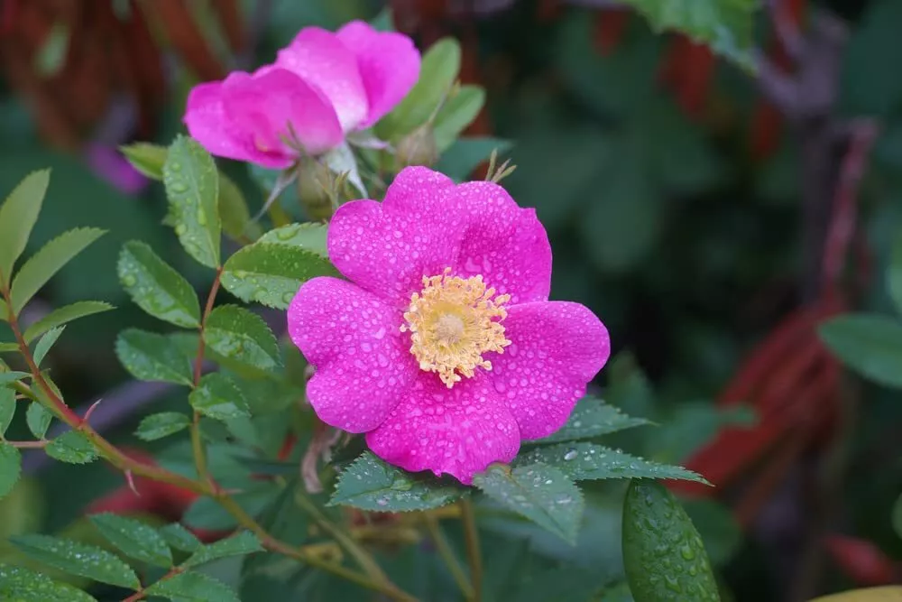 Woods Rose Seeds 30 Rosa woodsii Grow Wild Rose Bushes - £9.03 GBP