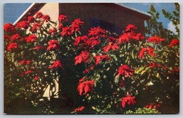 Poinsettias Christmas Flower Bermuda UNP Unused Chrome Postcard K7 - £2.81 GBP