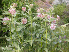 BPA 50 Seeds Showy (Greek) Milkweed Asclepias Speciosa FlowerFrom USA - £7.91 GBP