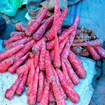 Prudhira Red Carrot Seeds 10 Seeds Gardening USA SELLER - $17.94