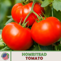 Organic Homestead Tomato 10 Seeds, Heat Resistant, Heirloom, Genuine USA - £9.57 GBP