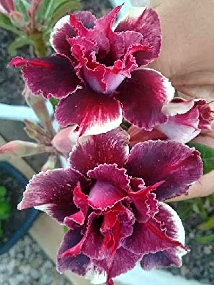 10 seeds Adenium Desert Rose Crismon Red with a Hint of White Mottling 5-Layer - £10.95 GBP