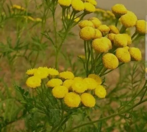 Tansy Insect Repellent (Tanacetum Vulgare)100 Seeds Fresh Garden - $9.98