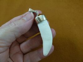 g968-43 Big 2-3/8" GATOR Alligator Tooth Teeth SILVER CAP pendant JEWELR... - $99.19